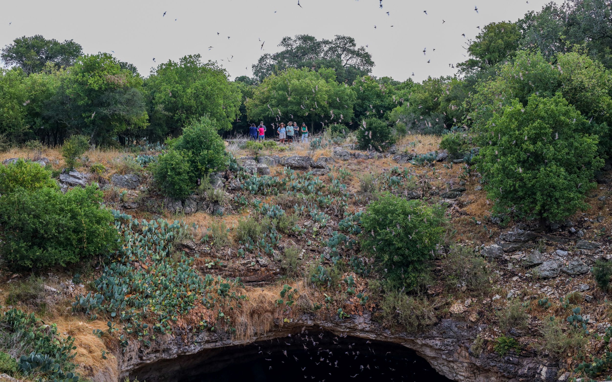 The Largest Bat Colony In the World?